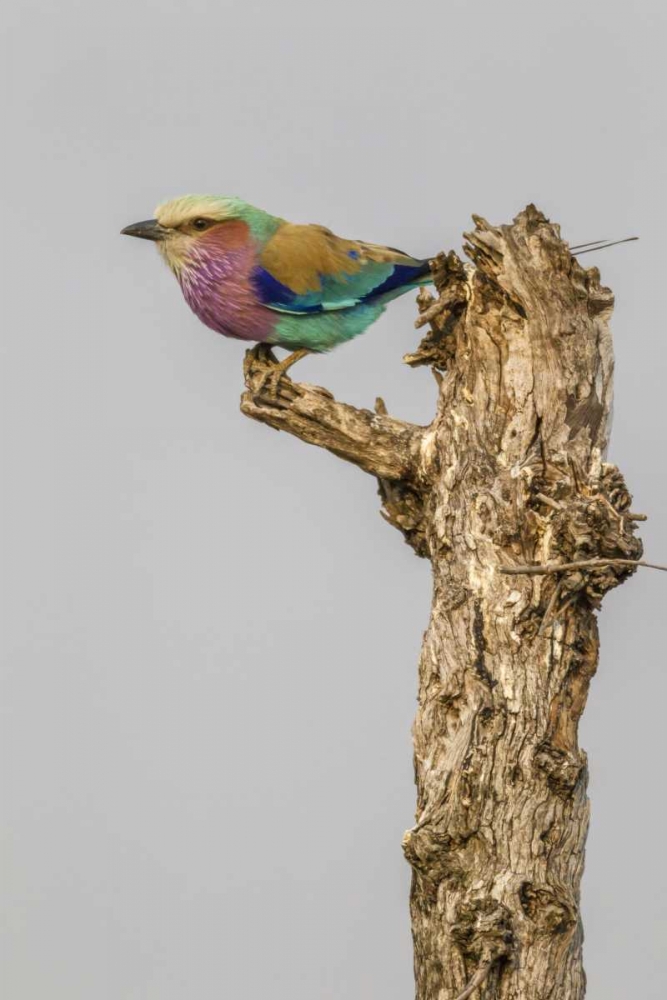 South Africa Lilac-breasted roller bird on stump art print by Fred Lord for $57.95 CAD